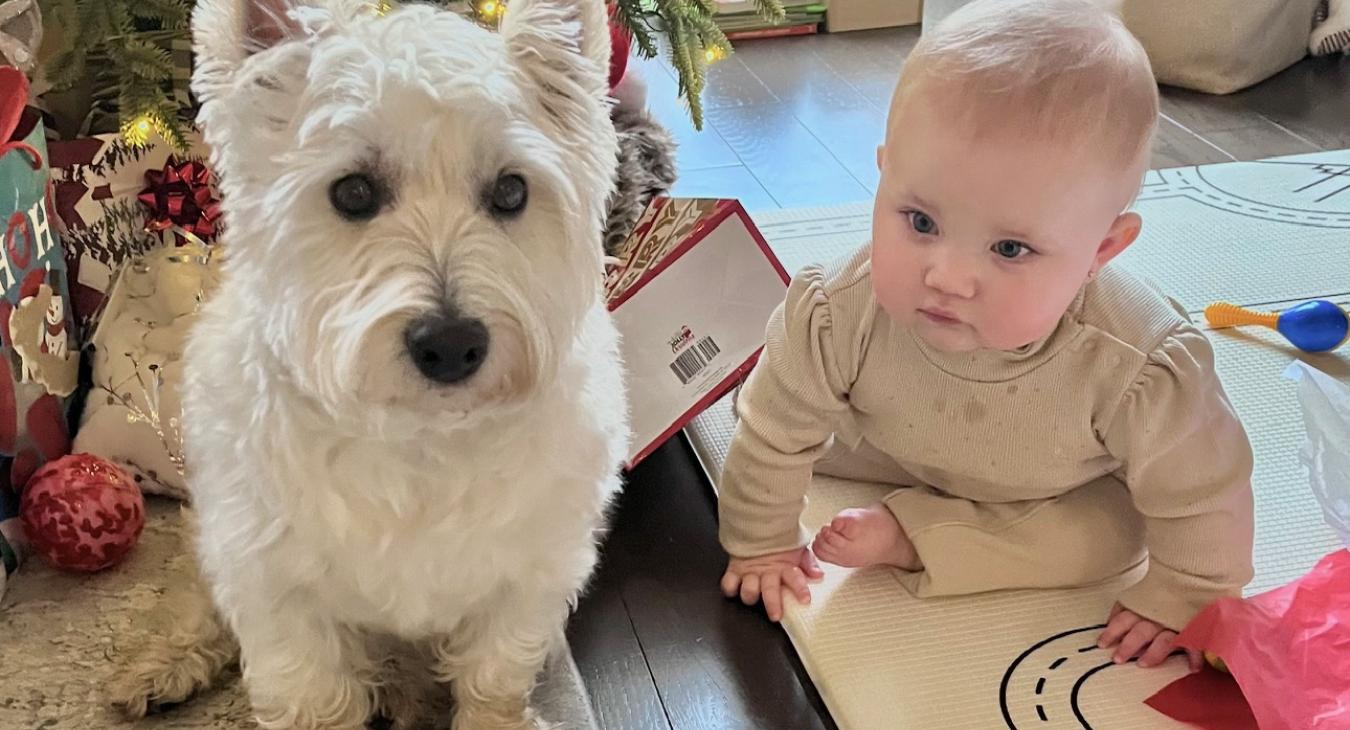 westie dog with baby