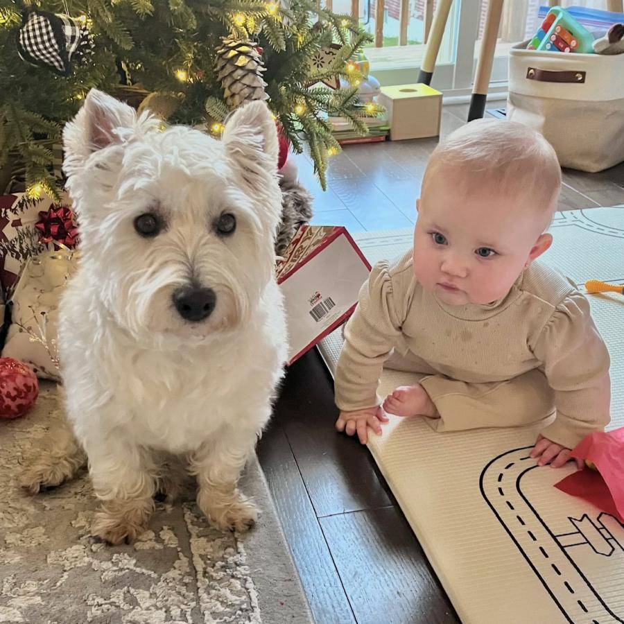 westie dog with baby